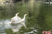 事业意思吉林：罕见白鸬鹚连续两年“故地重游”