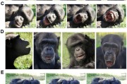 事业意思国际最新研究：机器人“打哈欠” 黑猩猩被传染